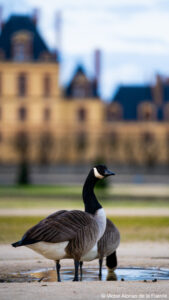 château fontainebleau 9